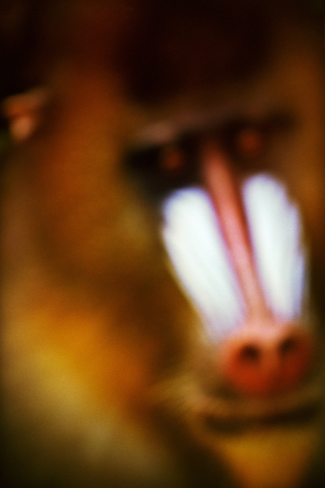 2015From the series "Supernature". 2015Issue de la sÈrie "Supernature". FranÁois Fontaine / Agence VU