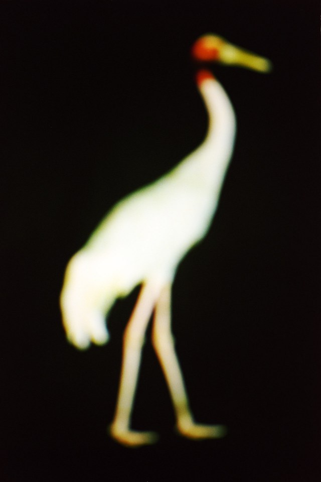 2015From the series "Supernature". 2015Issue de la sÈrie "Supernature". FranÁois Fontaine / Agence VU