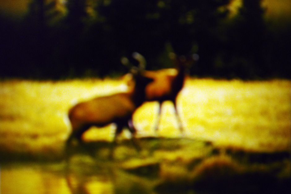 2015From the series "Supernature". 2015Issue de la sÈrie "Supernature". FranÁois Fontaine / Agence VU