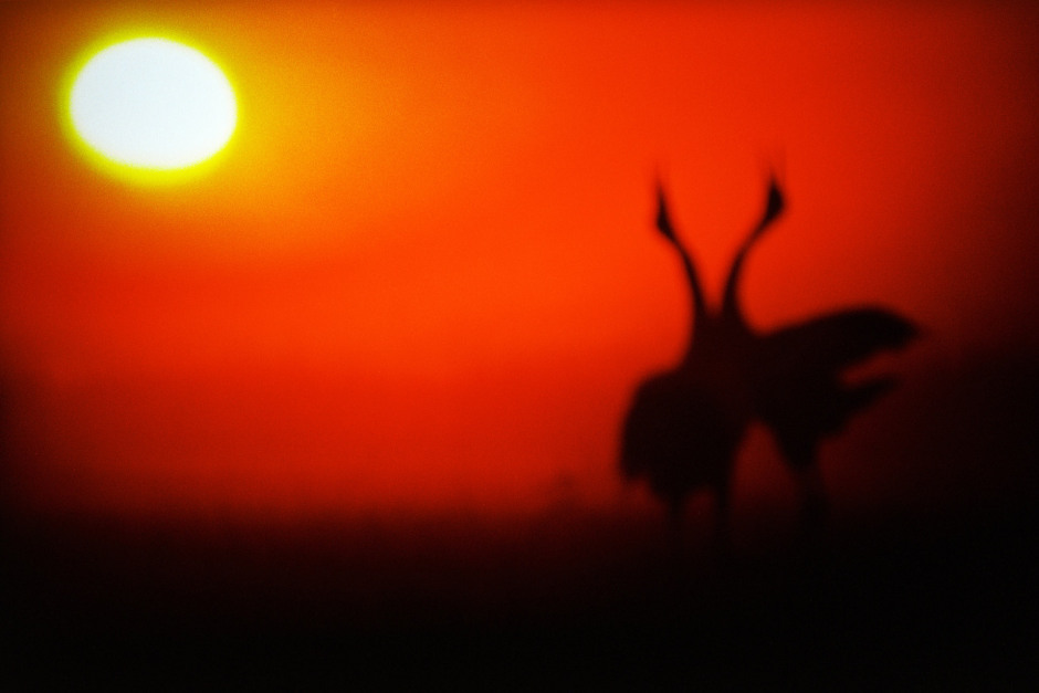 2015From the series "Supernature". 2015Issue de la sÈrie "Supernature". FranÁois Fontaine / Agence VU