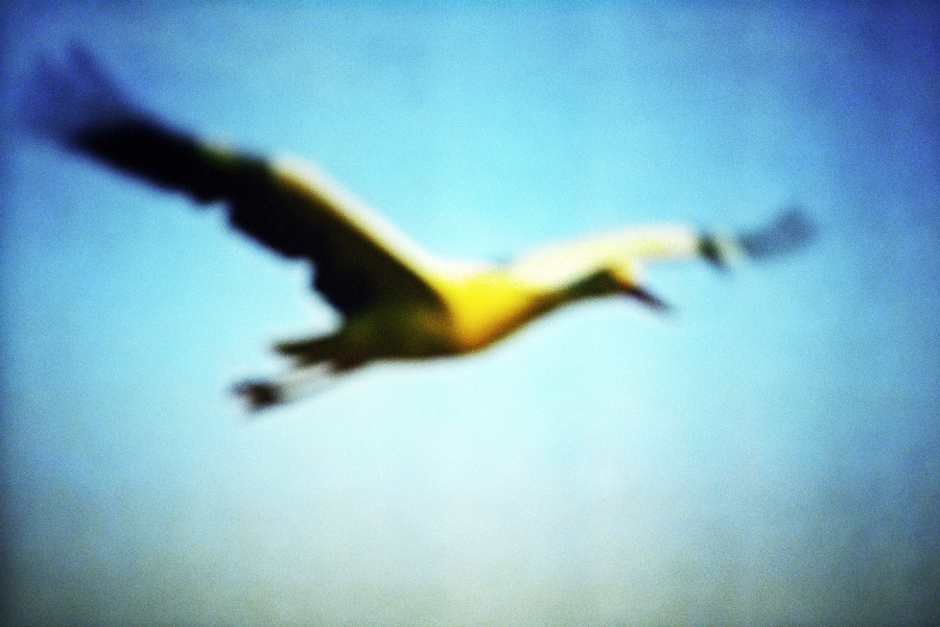 2015From the series "Supernature". 2015Issue de la sÈrie "Supernature". FranÁois Fontaine / Agence VU