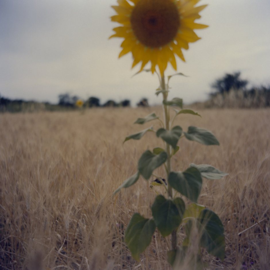 France, Arles, 2004 - From the series "Clément (sous un même ciel)".