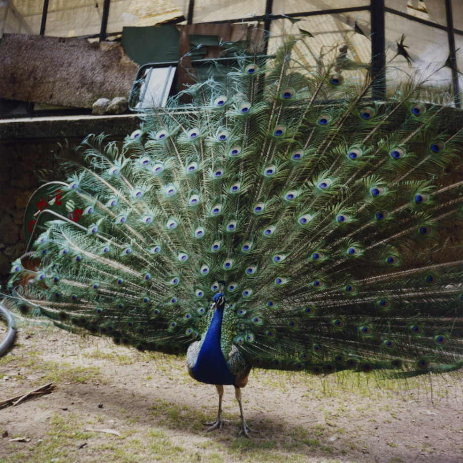 Portugal, Cascais, 2008 - From the series "Clément (sous un même ciel)".