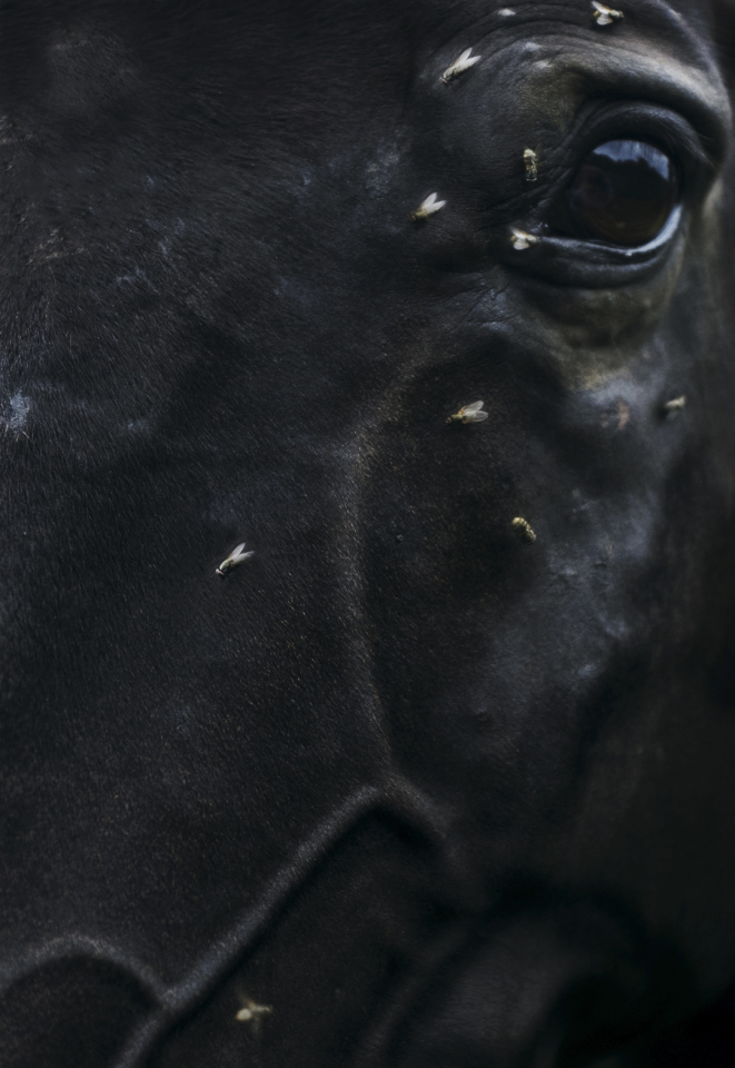 Sweden, 02 February 2013From the series "In Absence".Horse with flies.SuËde, 02 fÈvrier 2013Issue de la sÈrie "In Absence".Cheval aux mouches.Monika Macdonald / Agence VU