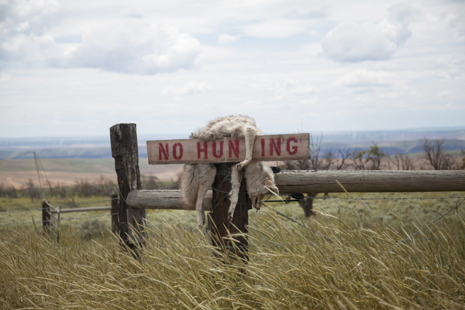 USA, Grassland Oregon, 27 May 2019From the series "Sinking Ship".Coyote.USA, Grassland Oregon, 27 mai 2019Issu de la série "Sinking Ship".Coyote.Kyle Thompson / Agence VU