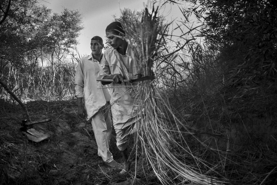 Egypt, Siwa, June 28th 2017 In Nawi's garden with his workers. Egypte, Siwa, 28 Juin 2017 Dans le jardin de Nawi avec ses ouvriers. Ferhat Bouda / Agence VU