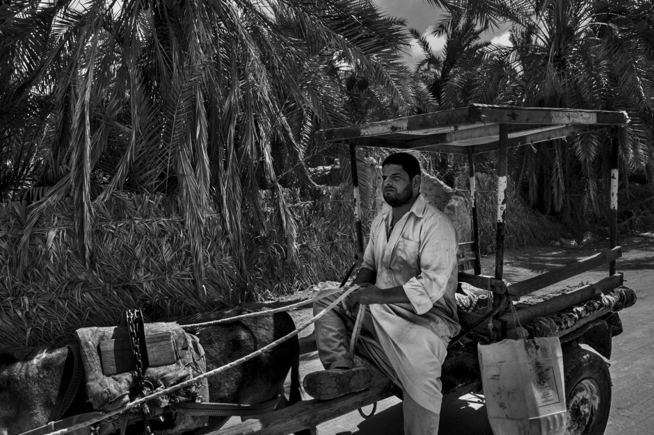 Egypt, Siwa, June 23th 2017 Despite the modernity and the other means of transports, the cart pulled by a donkey is still used for transport and carrying. Egypte, Siwa, 23 Juin 2017 Malgré la modernité et les autres moyens de transport existants, on utilise toujours la charette tirée par un âne pour se déplacer et transporter des choses. Ferhat Bouda / Agence VU