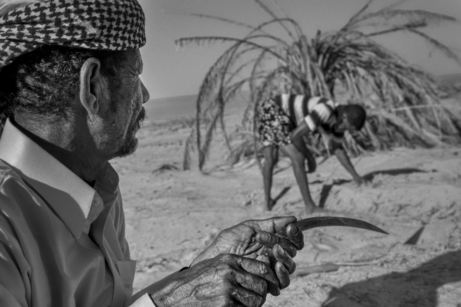 Egypt, Siwa, June 26th 2017 In Youcef's farm, the farming is the principal activity of the oasis. It is mostly an oasis farming with gardening in palm garden. Egypte, Siwa, 26 Juin 2017 Dans la ferme de Youcef, l'agriculture est l'activité principale de l'oasis. C'est essentiellement une agriculture oasienne irriguée et de jardinage en palmeraie. Ferhat Bouda / Agence VU