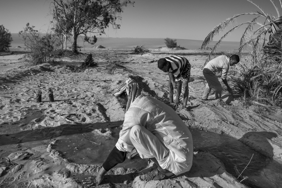 Egypt, Siwa, June 26th 2017 In Youcef's farm, the farming is the principal activity of the oasis. It is mostly an oasis farming with gardening in palm garden. Egypte, Siwa, 26 Juin 2017 Dans la ferme de Youcef, l'agriculture est l'activité principale de l'oasis. C'est essentiellement une agriculture oasienne irriguée et de jardinage en palmeraie. Ferhat Bouda / Agence VU