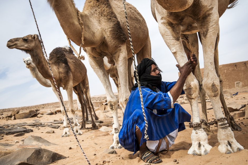 Mauritania, Adrar region, Ouadane, March 27th 2018 Portrait of Chedad, who was a nomad. Since he sent his children to school in Ouadane, he has been divided between sedentary and nomadic life. During the tourist period, he works as a camel driver and accompanies tourists on their trekking tours. Because he has his camels in town, he has to buy them even more food. Mauritanie, Adrar, Ouadane, 27 mars 2018 Portrait de Chedad, qui était nomade. Depuis qu'il a scolarisé ses enfants à Ouadane, il est partagé entre la vie sédentaire et nomade. Pendant la période touristique, il travaille comme chamelier et accompagne les touristes pendant leurs trekkings. Du fait d'avoir ses chameaux en ville, il doit leur acheter encore plus de nouriture. Ferhat Bouda / Agence VU