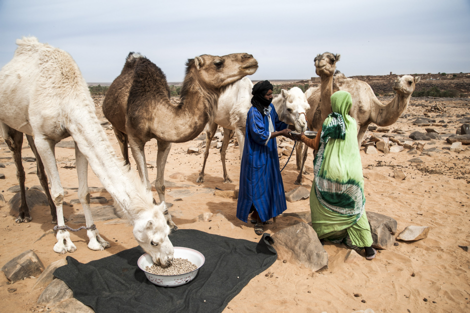 Mauritania, Adrar region, Ouadane, March 27th 2018 Chedad and his wife Lalla feeding the camels. They used to be nomads, but since they sent their children to school in Ouadane, they have been divided between sedentary and nomadic life. Mauritanie, Adrar, Ouadane, 27 mars 2018 Chedad et sa femme Lalla nourrissant leurs chameaux. Ils étaient nomades, mais depuis qu'ils ont scolarisé leurs enfants à Ouadane, ils sont devenus semi-nomades, partagés entre la vie sédentaire et nomade. Ferhat Bouda / Agence VU