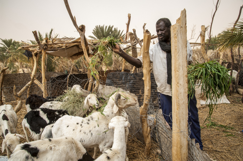 Mauritania, Adrar region, Tanouchert, March 28th 2018 Portrait of Chikali. When he has finished working in the garden, he goes home and looks after his animals. Mauritanie, Adrar, Tanouchert, 28 mars 2018 Portrait de Chikali. Lorsqu'il a terminé le travail dans le jardin, il rentre chez lui et s'occupe de ses animaux. Ferhat Bouda / Agence VU