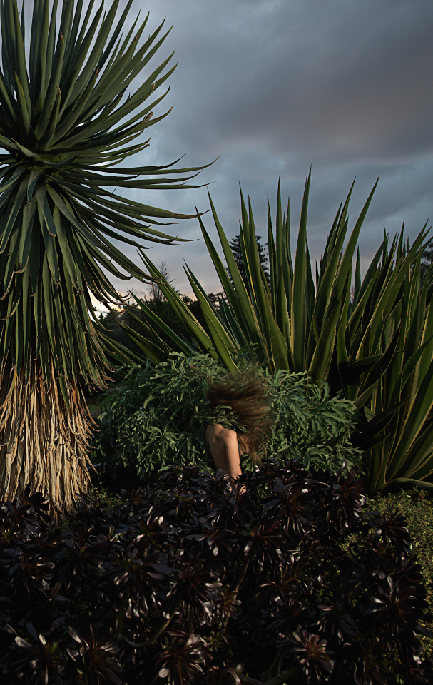 Australia, Adelaide, 2017-2018 Cabbage tree (Cussonia paniculata) in Winter. Australie, Adélaïde, 2017-2018 Cordyline australe (Cussonia paniculata) en hiver. Tamara Dean / Agence VU