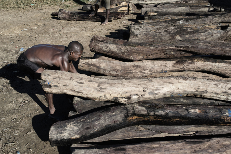Madagascar, Andanalavahil, 22 May 2014On the Iagnobé riverbank, near the village of Andanalavahil, rosewood trunks illegally cut in the Masoala National Park are weighted.Madagascar, Andanalavahil, 22 mai 2014Sur la rive de la rivière Iagnobé, près du village d'Andanalavahil, des troncs de bois de rose coupés illégalement dans le parc national de Masoala sont pesés.Michael Zumstein / Agence VU