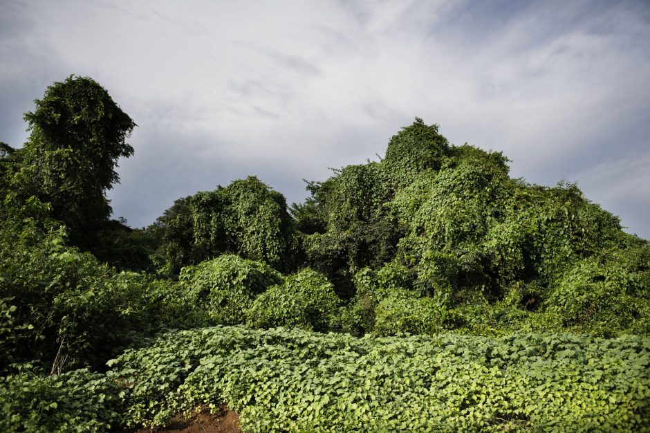 Central African Republic, 22 September 2013The forest, on the path which links up Bossembele to Bossangoa.RÈpublique Centrafricaine, 22 septembre 2013ForÍt sur la piste reliant Bossembele ‡ Bossangoa.Michael Zumstein / Agence VU