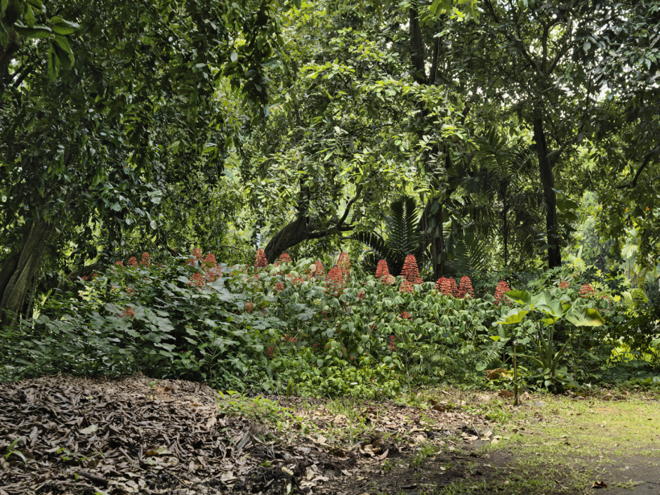 French Polynesia, Tahiti, Mataiea, 06 December 2010From the series "Second Nature".PolynÈsie FranÁaise, Tahiti, Mataiea, 06 dÈcembre 2010Issue de la sÈrie "Second Nature".Guy Tillim / Agence VU