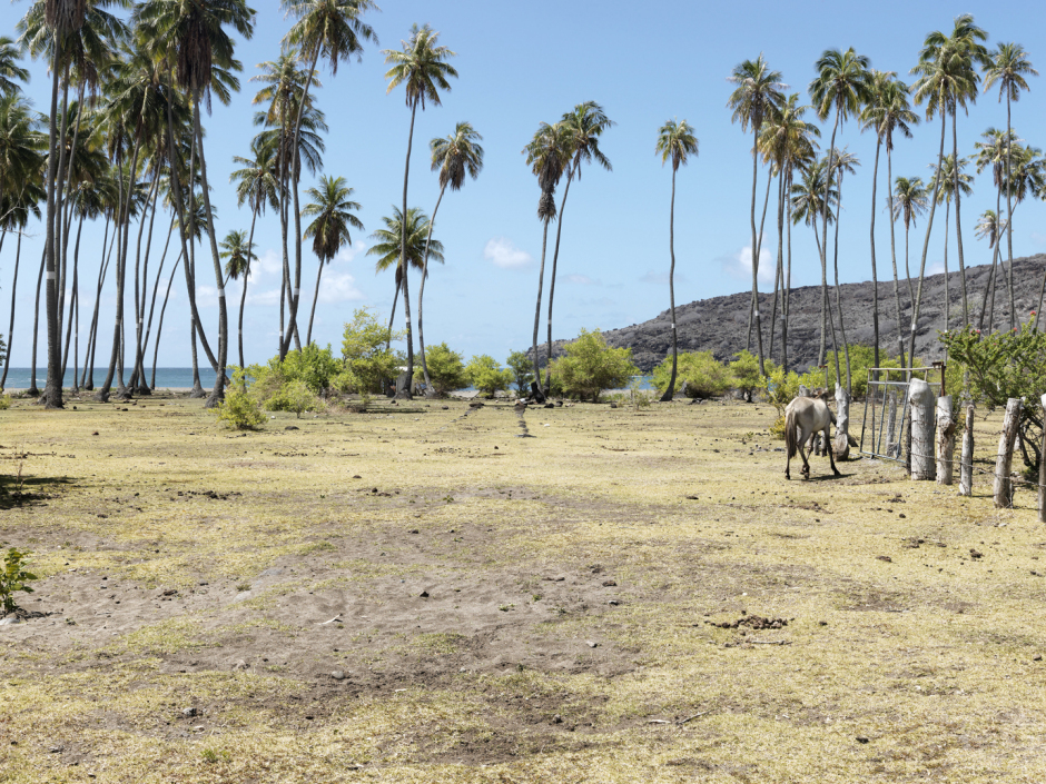 French Polynesia, Nuku Hiva, 26 January 2011From the series "Second Nature".Pua enana trees.PolynÈsie FranÁaise, Nuku Hiva, 26 janvier 2011Issue de la sÈrie "Second Nature".Arbres Pua enana.Guy Tillim / Agence VU