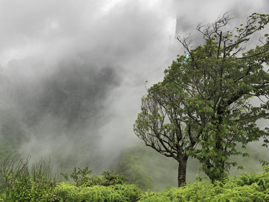 French Polynesia, Moorea, 31 December 2010From the series "Second Nature".Mount Mouaroa.PolynÈsie FranÁaise, Moorea, 31 dÈcembre 2010Issue de la sÈrie "Second Nature".Mont Mouaroa.Guy Tillim / Agence VU