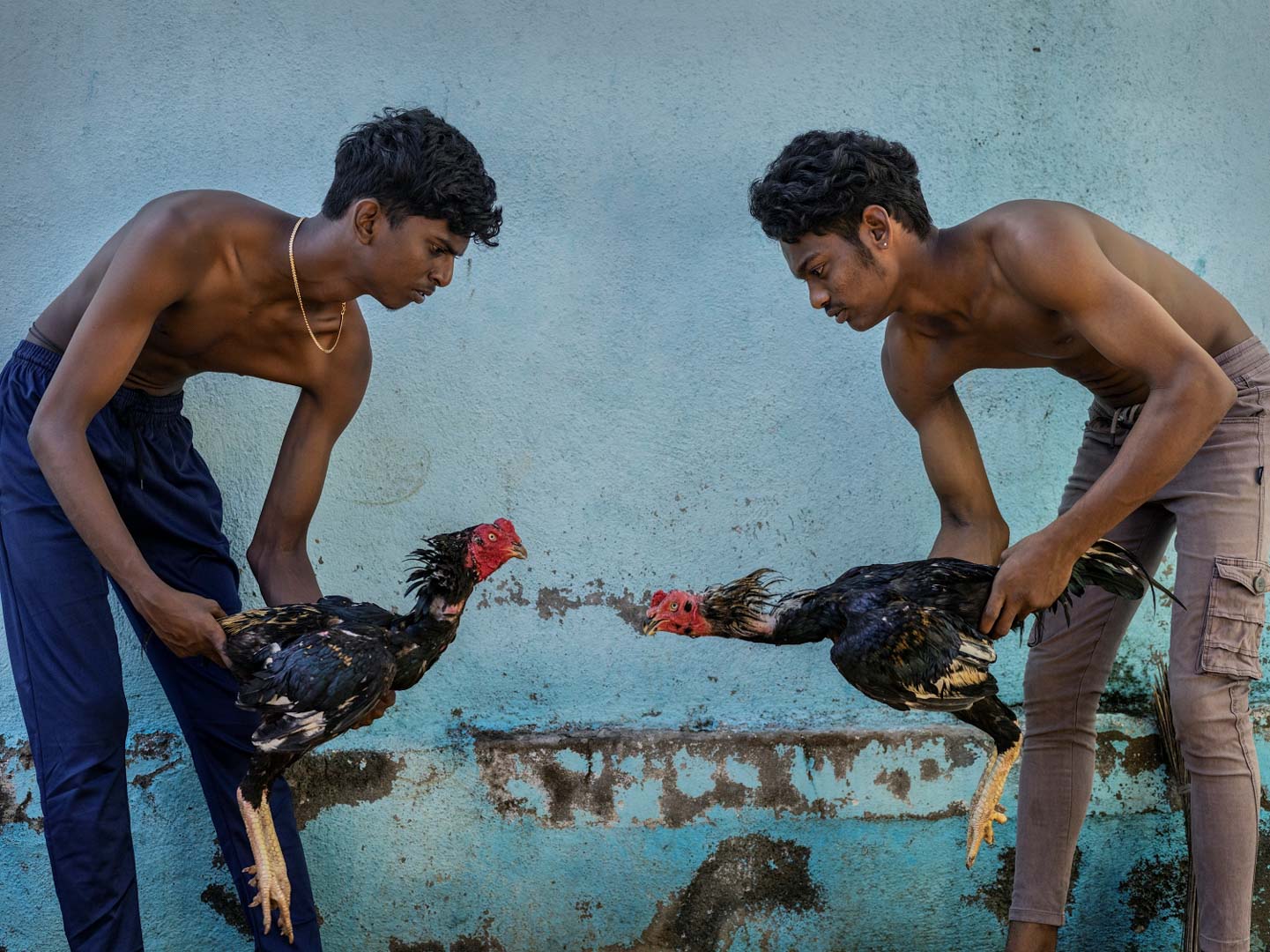 India, Tamil Nadu, October 2024 - Caged tiger N°10