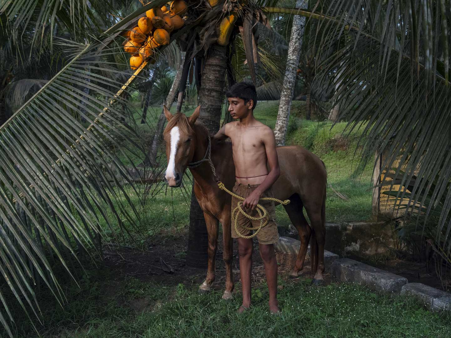 India, Kerala, 08 October 2025 - Caged tiger N°20