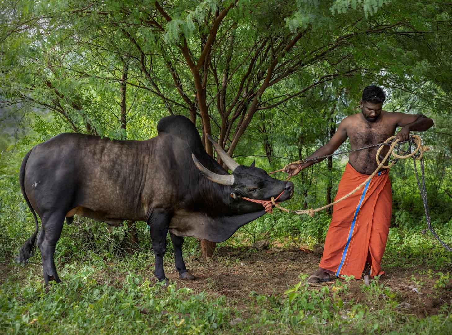 India, Tamil Nadu, October 2024 - Caged tiger N°7