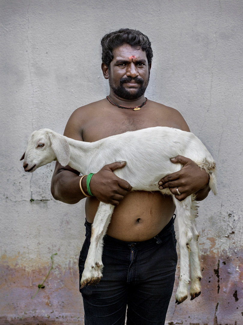 India, Tamil Nadu, October 2024 - Caged tiger N°9