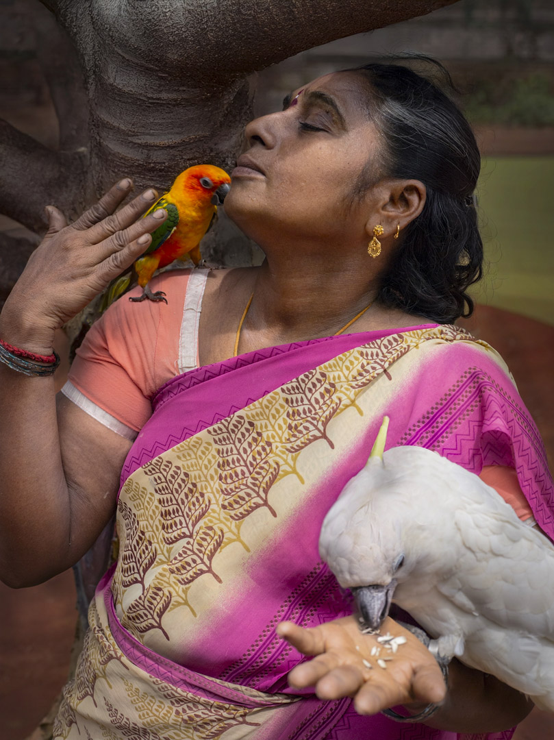 India, Tamil Nadu, October 2024 - Caged tiger N°8