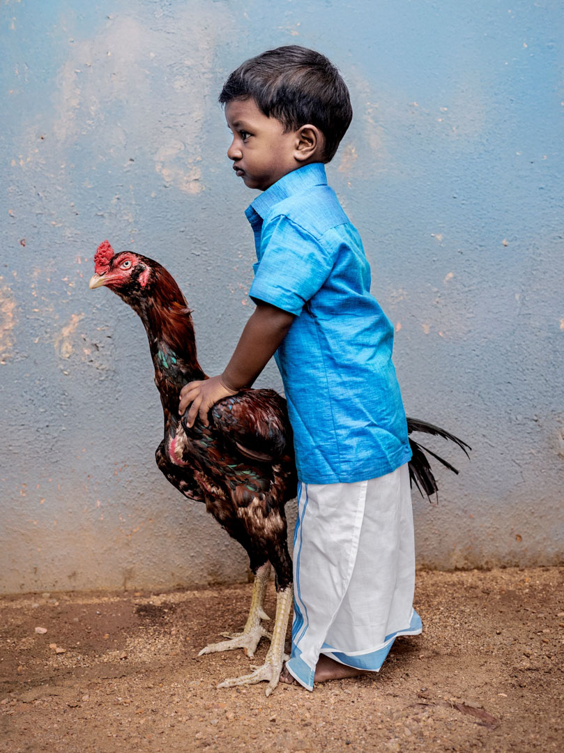 India, Tamil Nadu, October 2024 - Caged tiger N°5