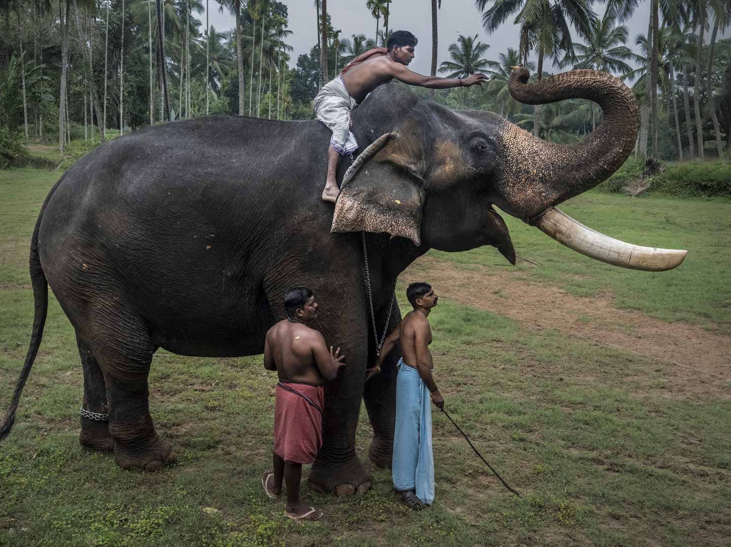 India, Kerala, 13 October 2025 - Caged tiger N°1