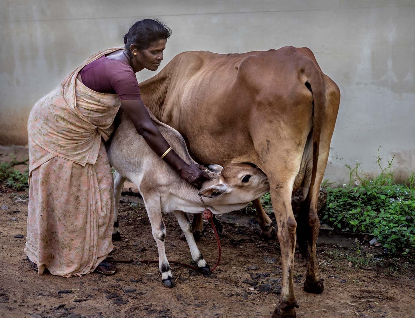 India, Tamil Nadu, October 2024 - Caged tiger N°6