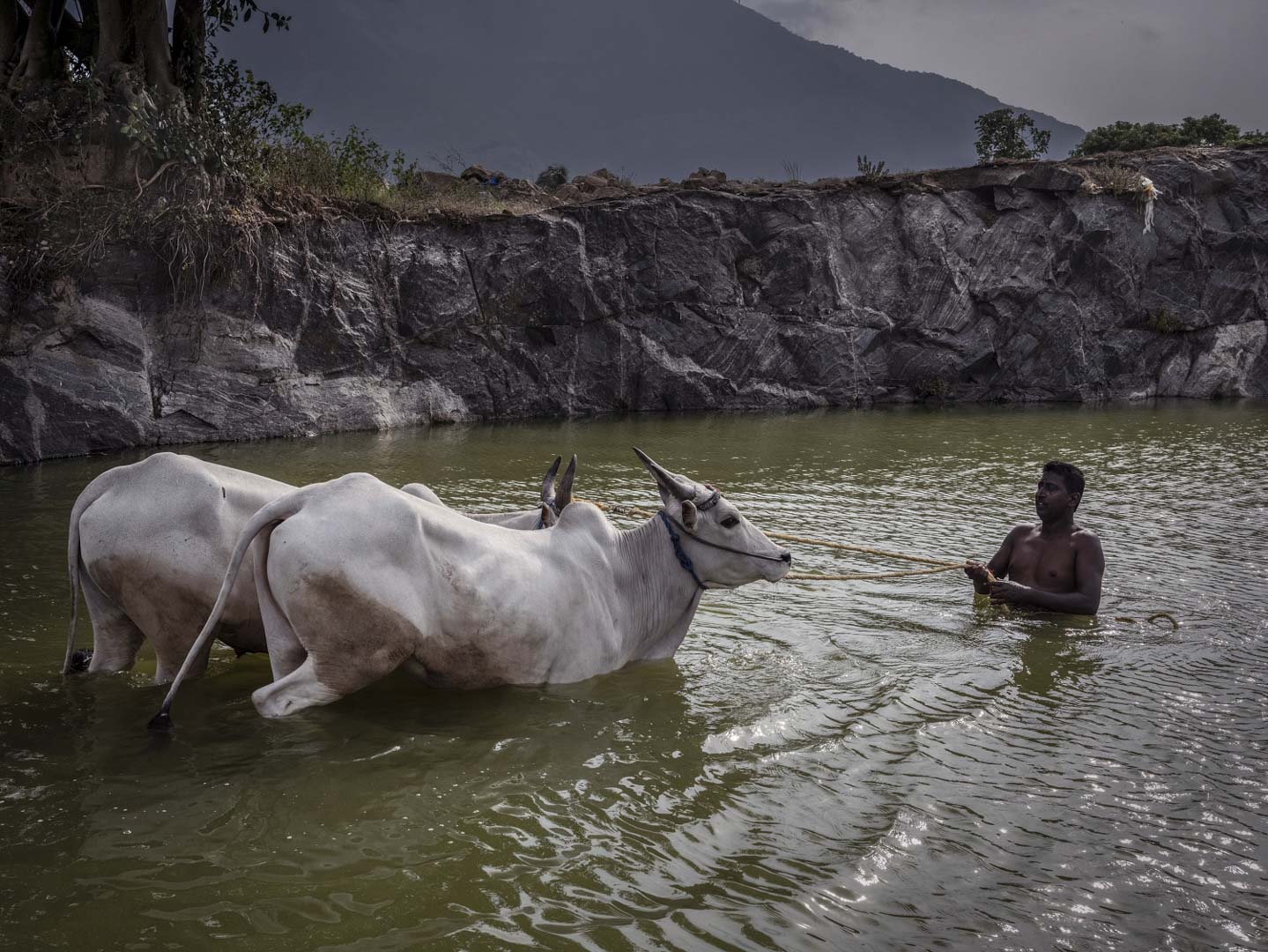 India, Kerala, 08 October 2025 - Caged tiger N°21