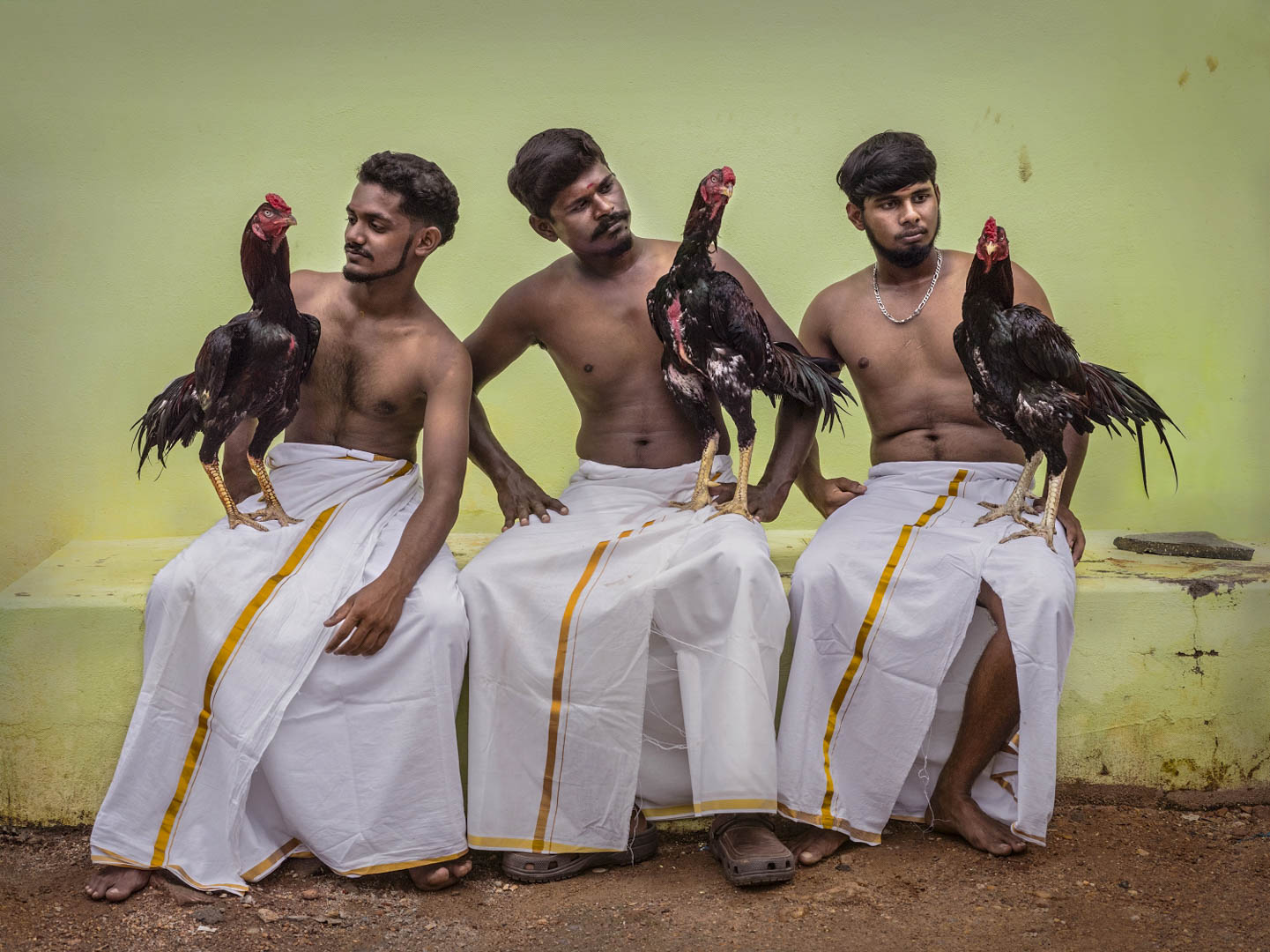 India, Tamil Nadu, October 2024 - Caged tiger N°13