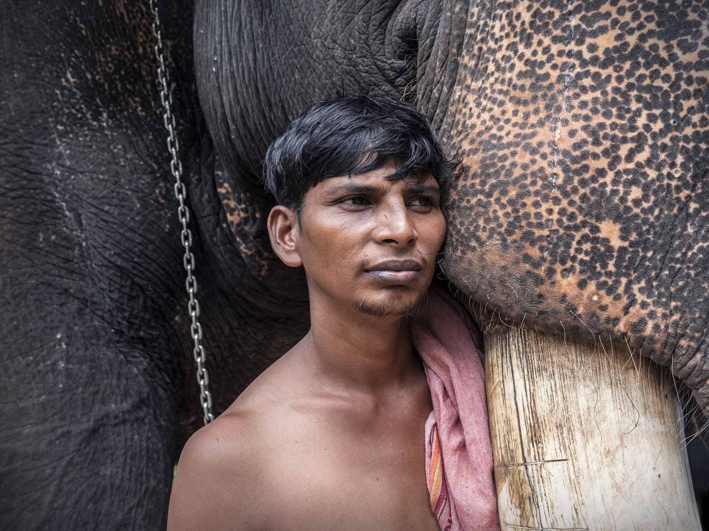 India, Kerala, 13 October 2025 - Caged tiger N°25