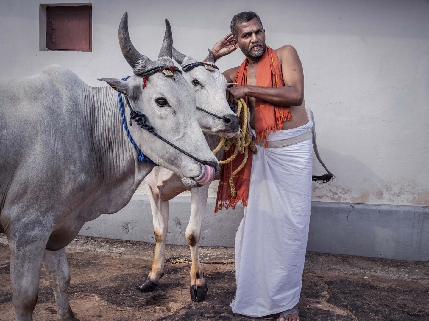 India, Kerala, 08 October 2025 - Caged tiger N°15