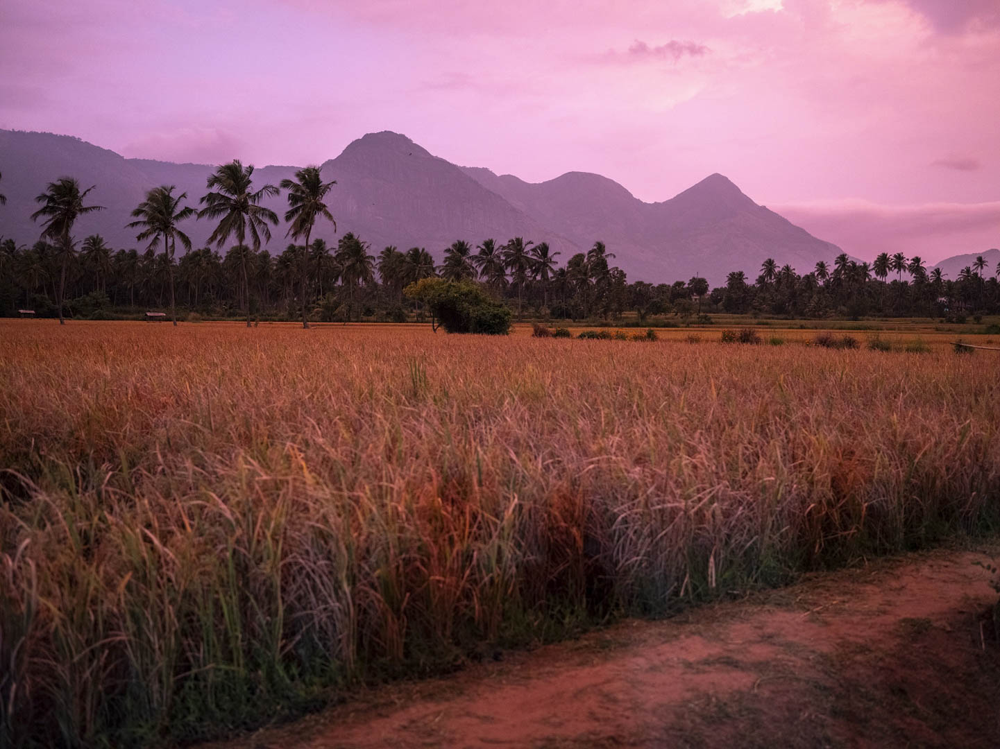 India, Kerala, 08 October 2025 - Caged tiger N°27