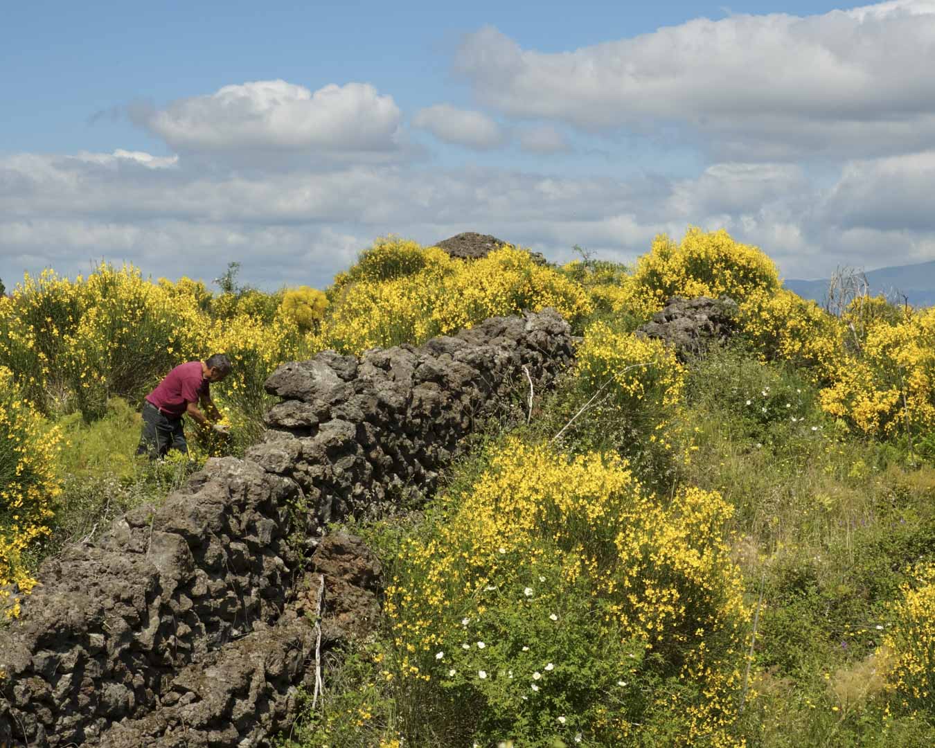 Italy, Sicily, 28 May 2025 - Agriculture around Mount Etna