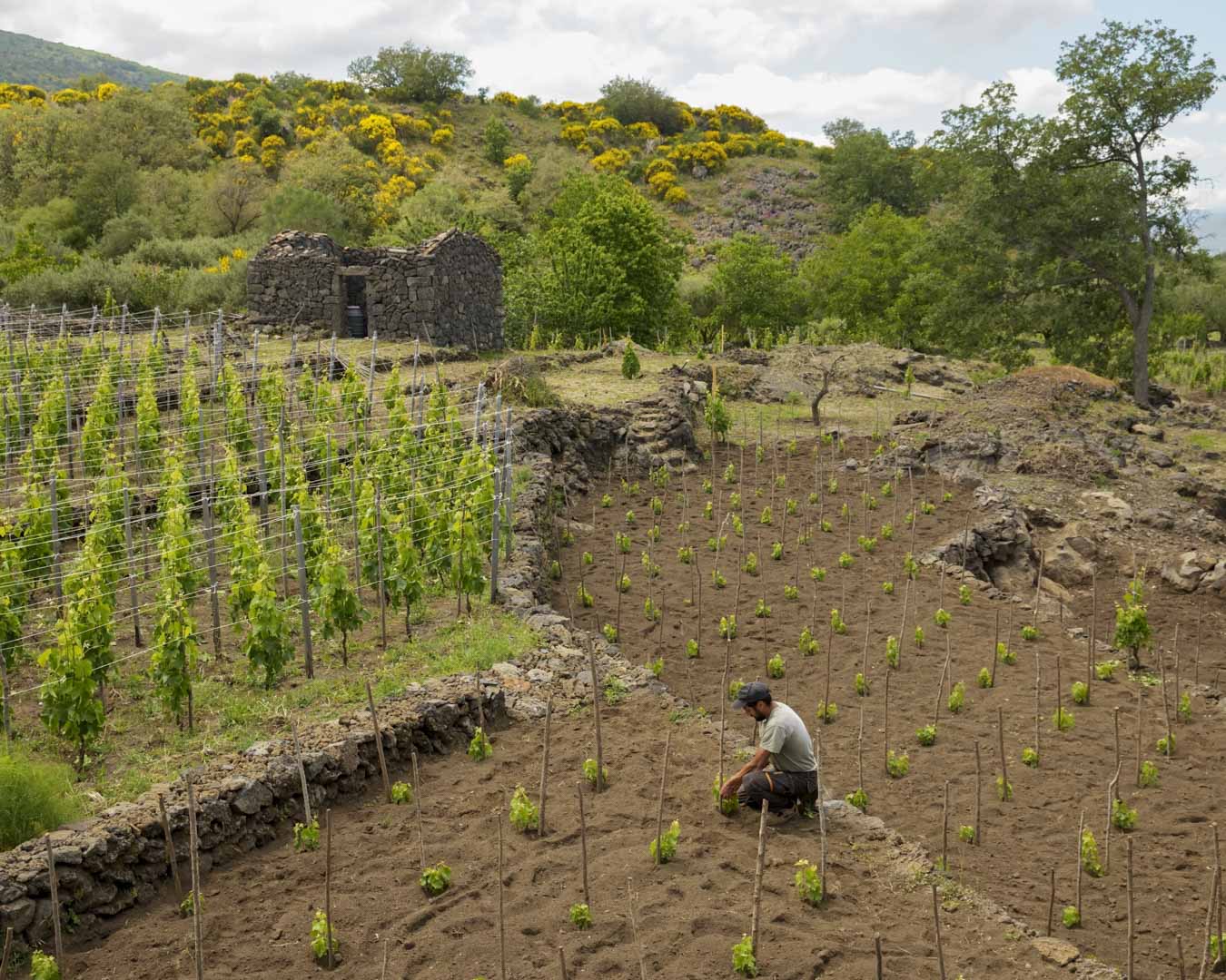 Italy, Sicily, 28 May 2025 - Agriculture around Mount Etna